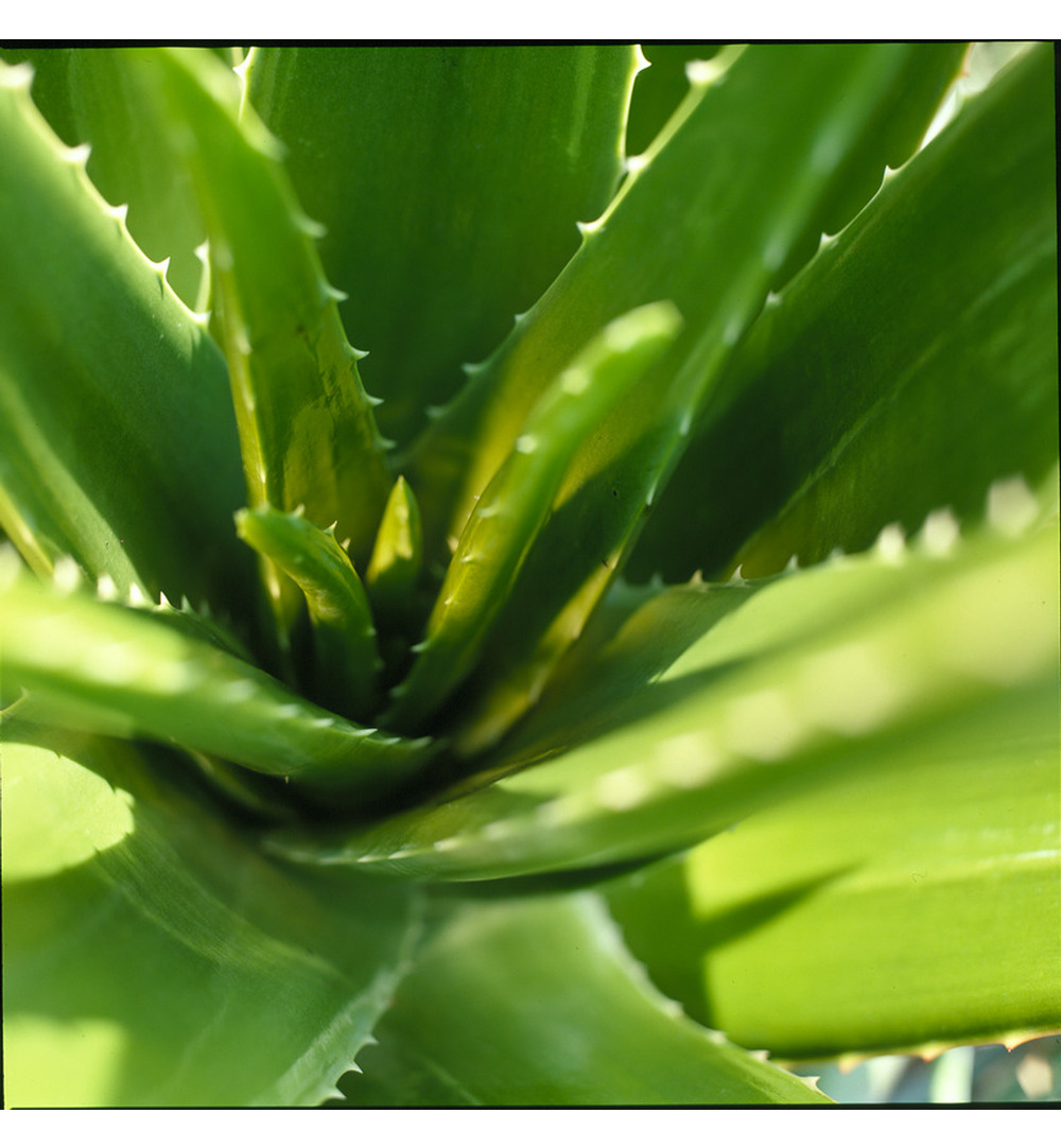 WELEDA Rhinodoron neusspray (20 ml) - image 3