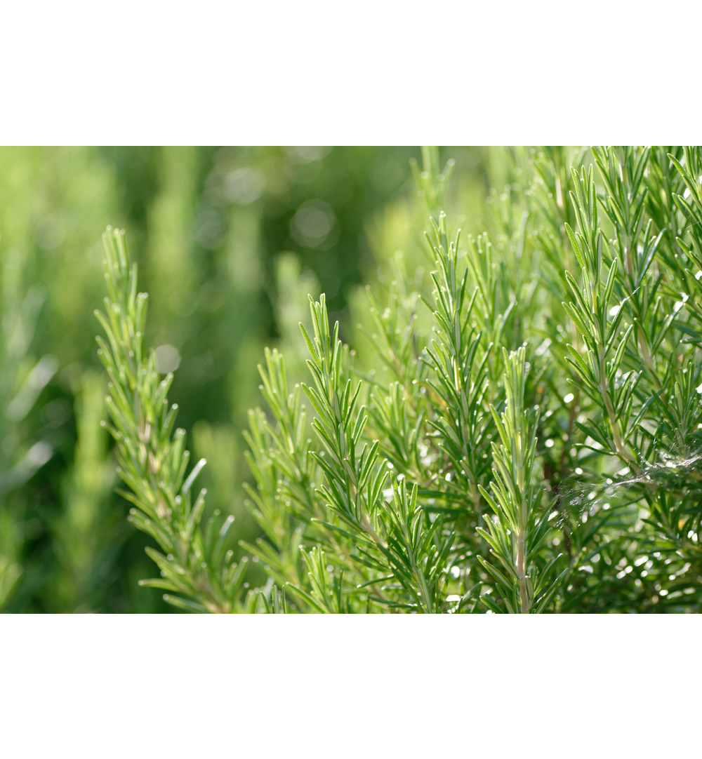 WELEDA Revitaliserend haarlotion (100 ml) - image 3