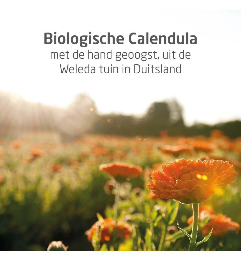WELEDA Calendula baby shampoo & douchecreme (200 ml) - image 4