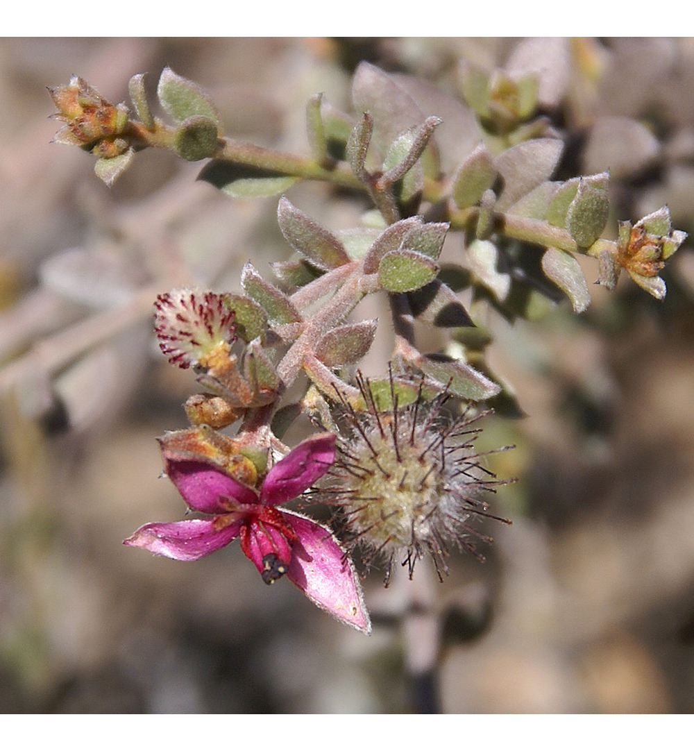 WELEDA Oral care ratanhia tandpasta (75 ml) - image 2