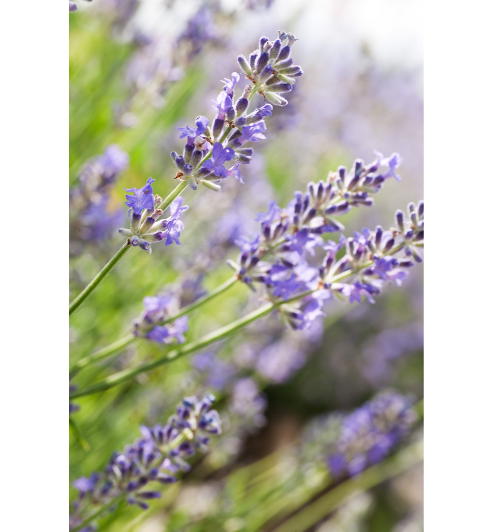 WELEDA Lavendel ontspannende body olie (100 ml) - image 2