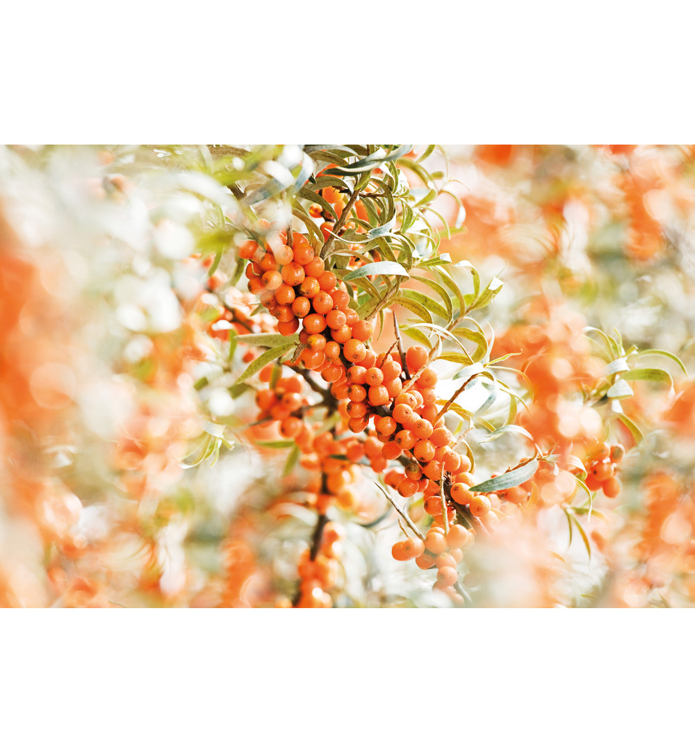 WELEDA Duindoorn vitaliserende body olie (100 ml) - image 2