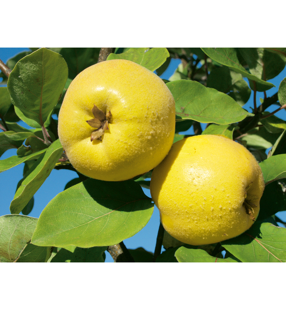 WELEDA Gencydo neusspray (20 ml) - image 2