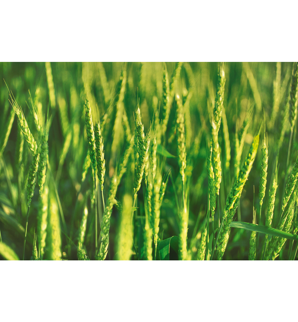 WELEDA Haver herstellende conditioner (200 ml)