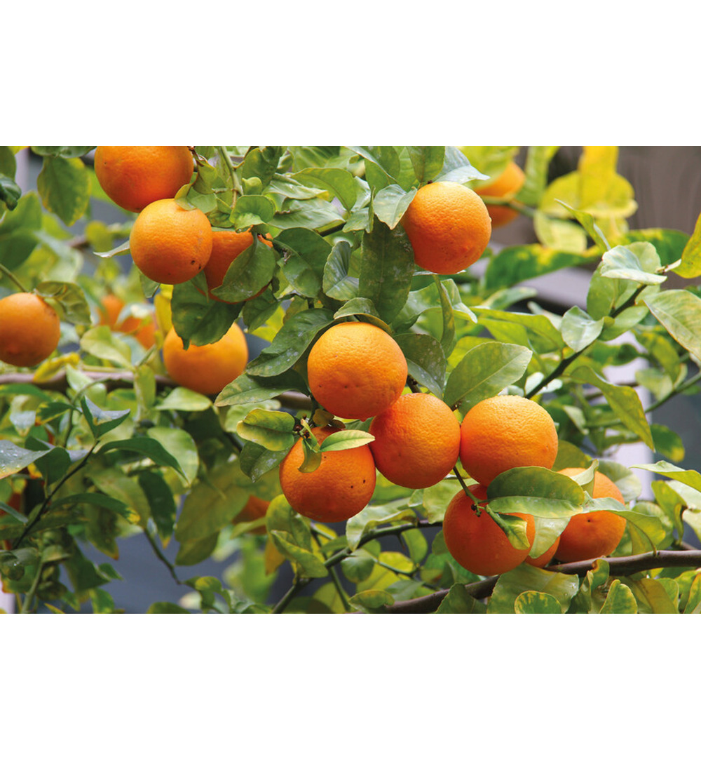 WELEDA Kids 2-in-1 shampoo & bodywash blije sinaasappel (150 ml)