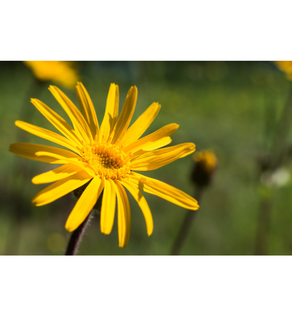 WELEDA Arnica spierbalsem (25 gr) - image 3