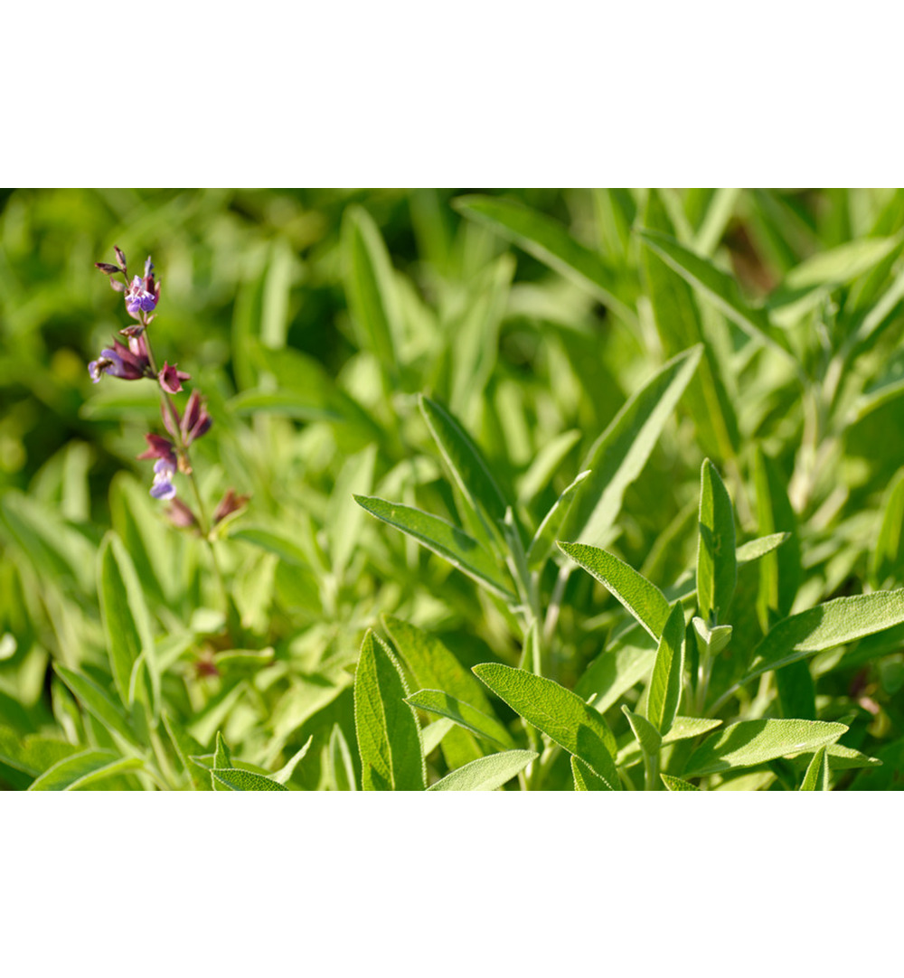 WELEDA Salie keelspray bio (20 ml) - image 3