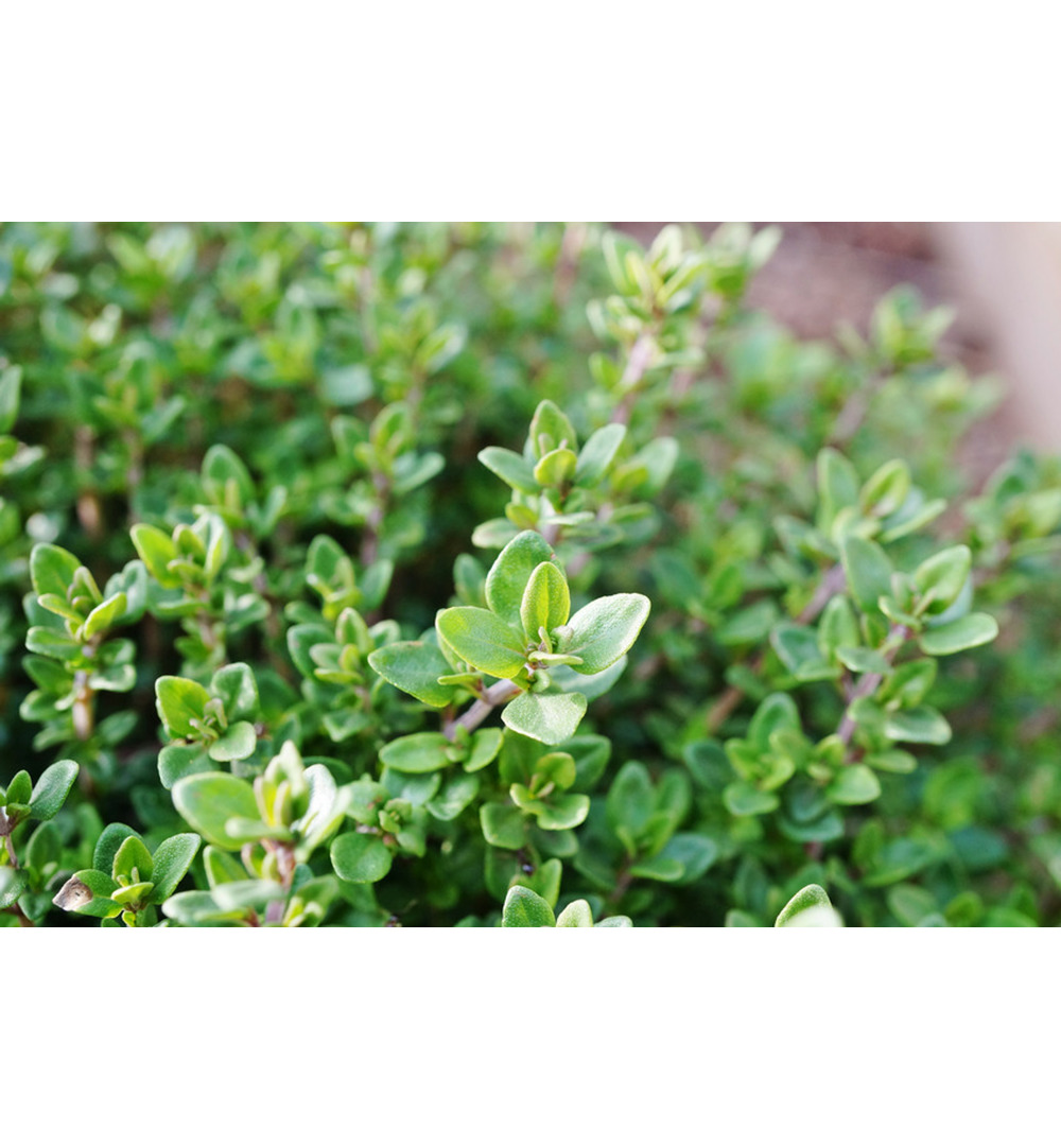 WELEDA Tijmsiroop bio (200 ml) - image 3