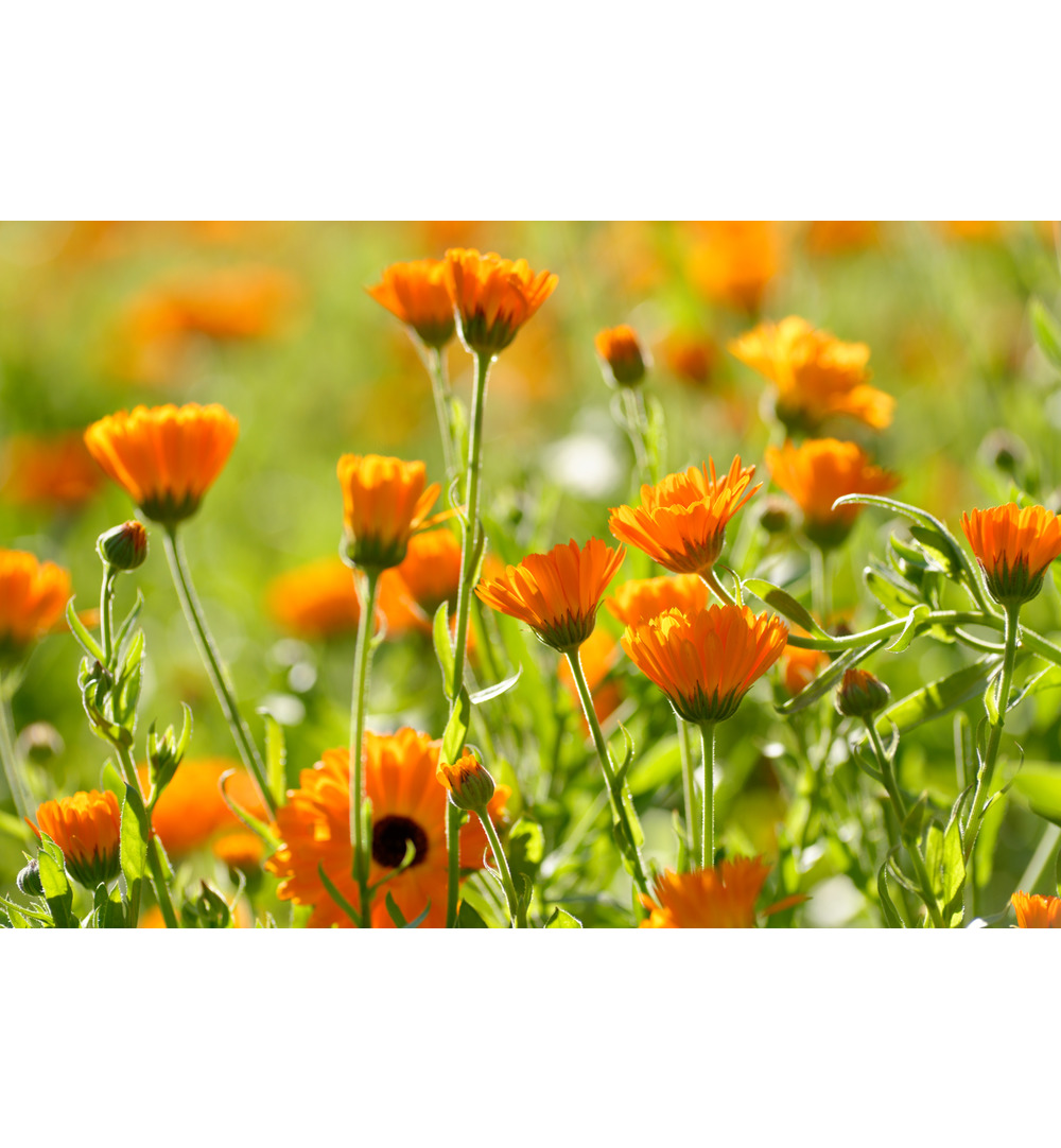 WELEDA Calendula massageolie (100 ml) - image 2