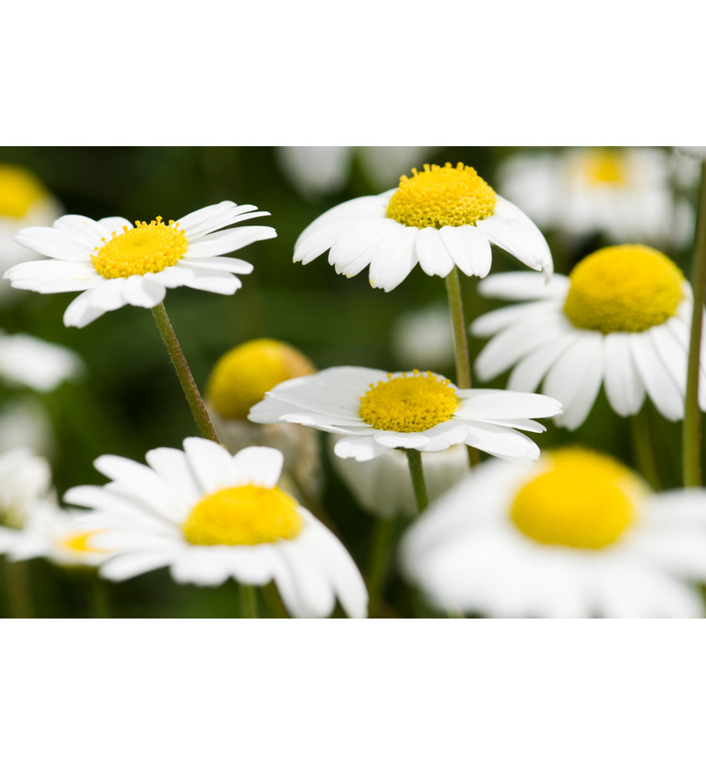 WELEDA Dermalotion (50 ml) - image 2