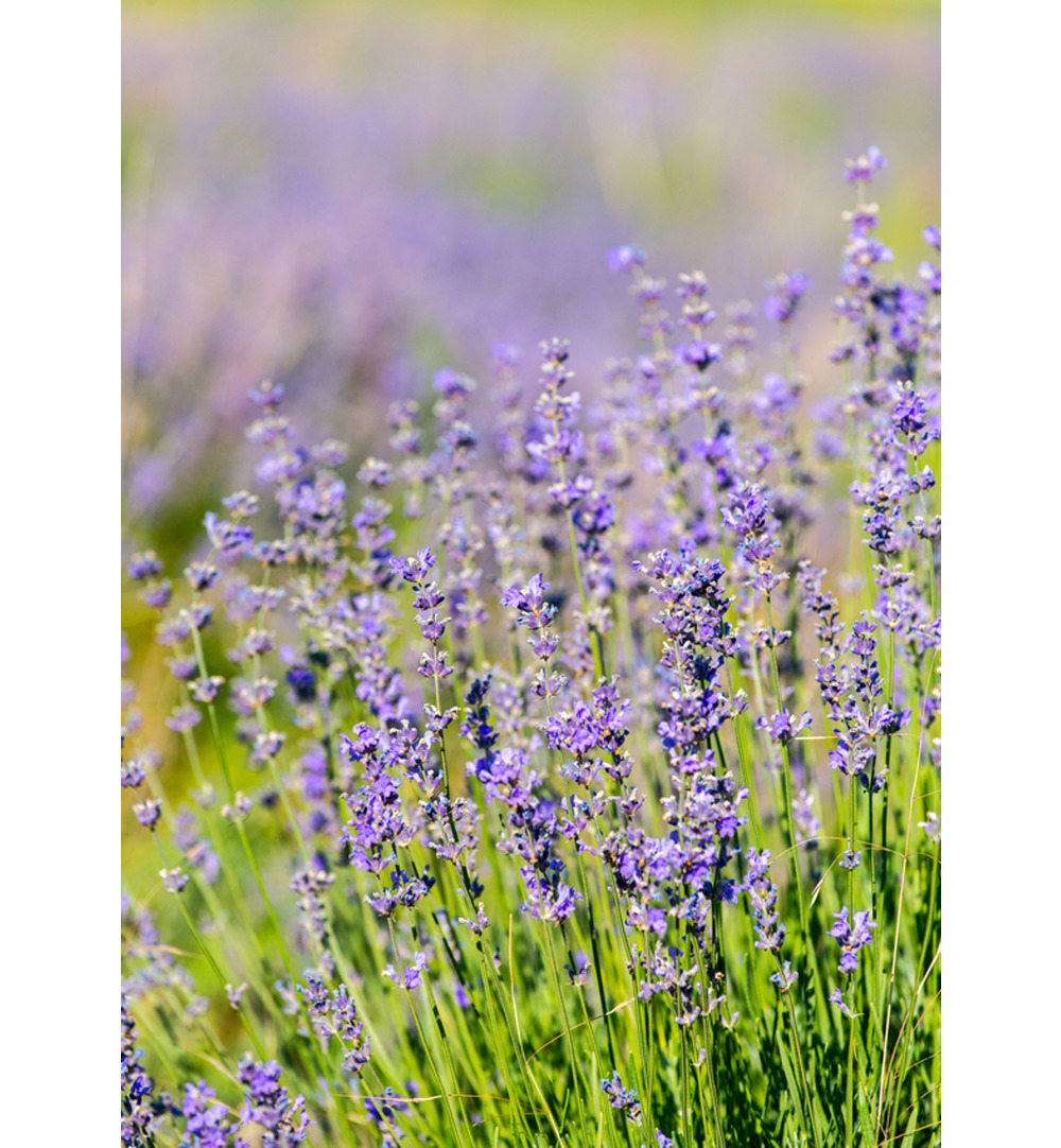 WELEDA Zuiverende roomspray relax (50 ml) - image 3