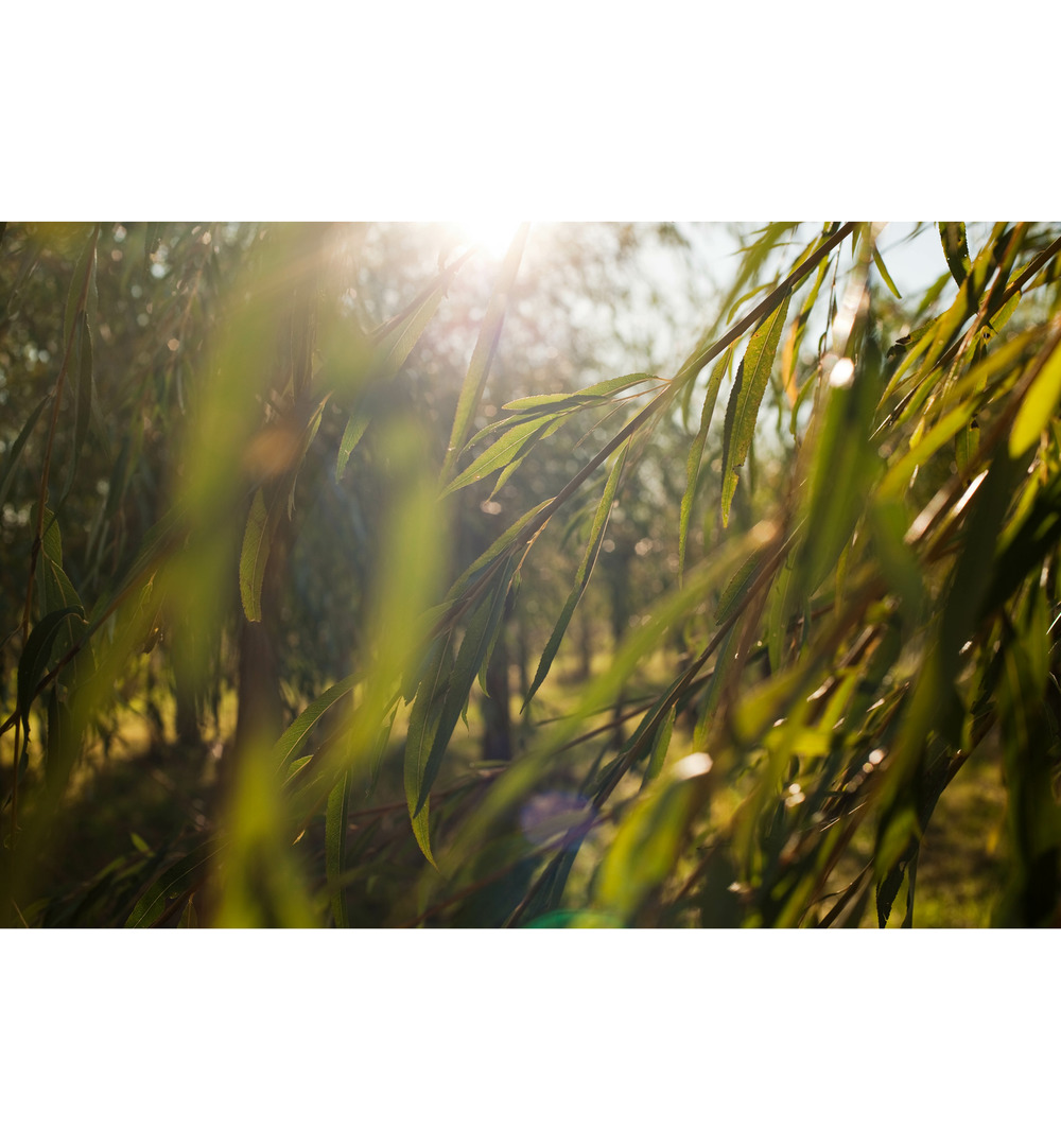 WELEDA Wilg zuiverende gezichtscreme light (30 ml) - image 4