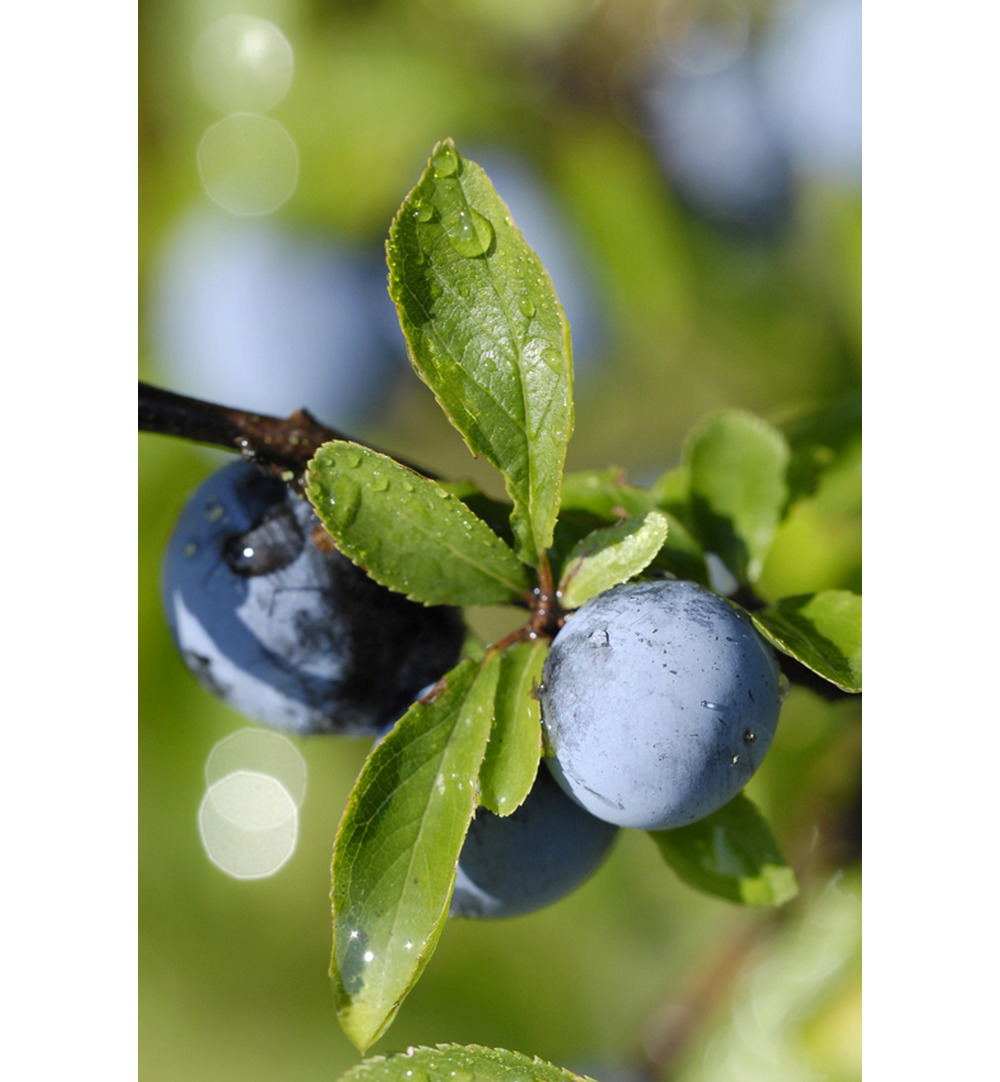 WELEDA Venadoron vermoeide benen gel (200 ml) - image 2