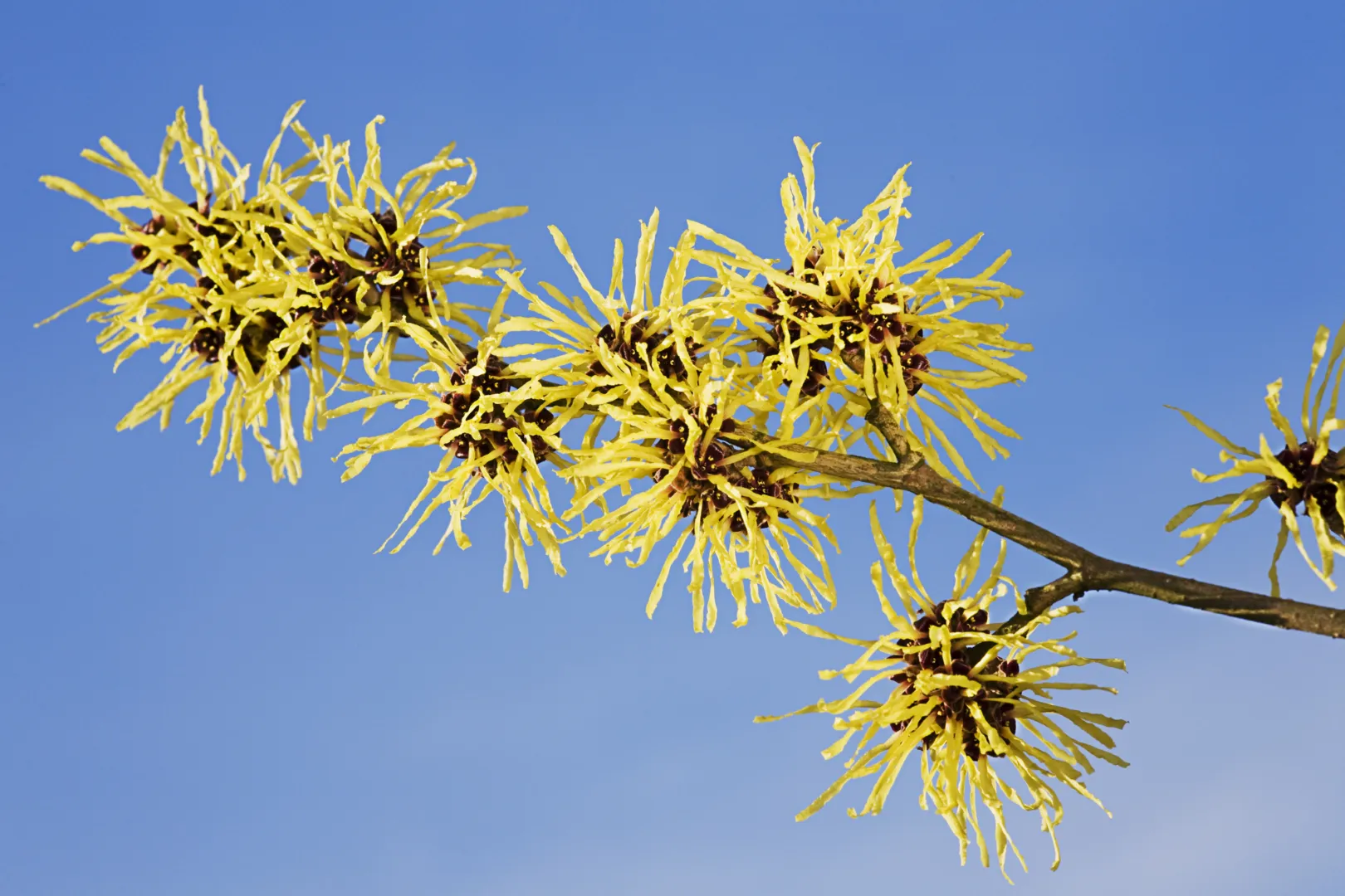 WELEDA Reinigingsolie & make up remover (150 ml) - image 5