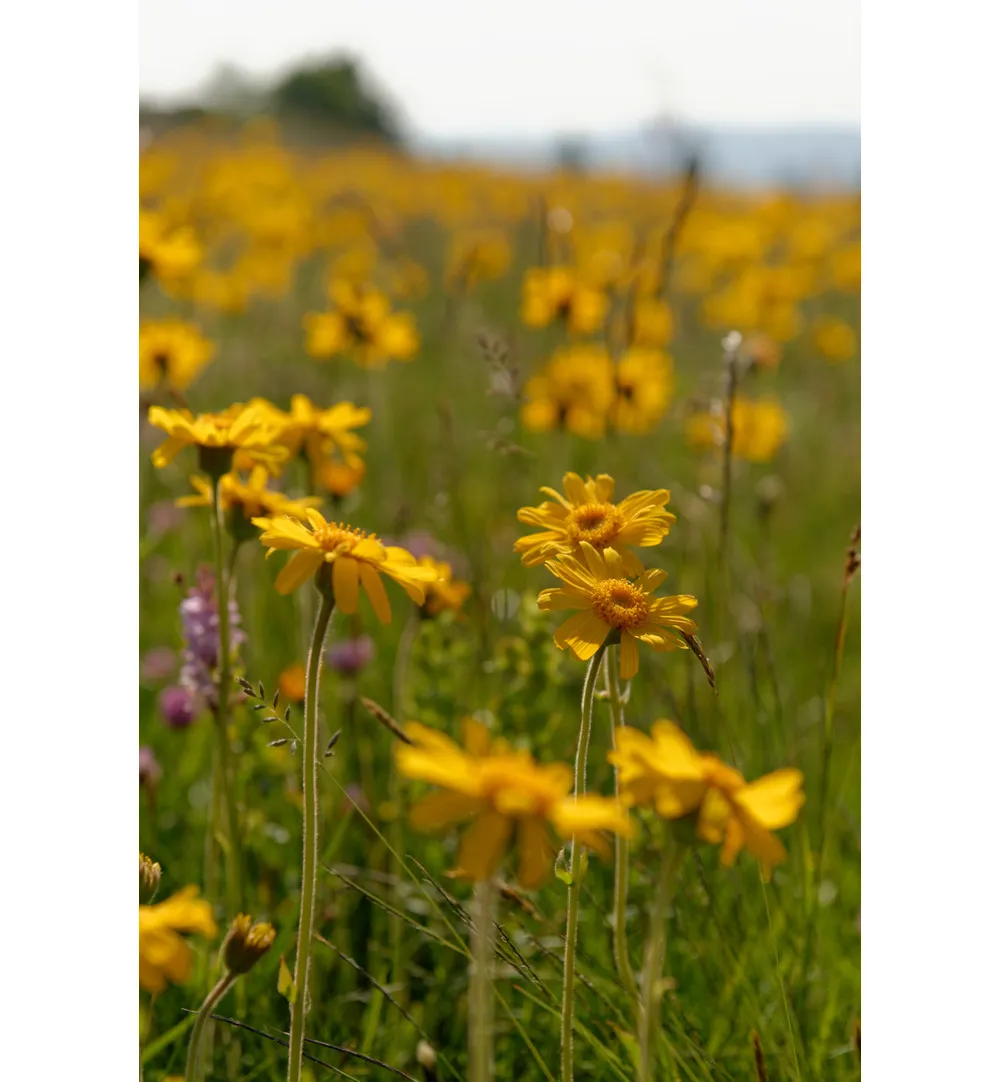 Weleda Arnica Sport Massageolie (100 ml) - image 5