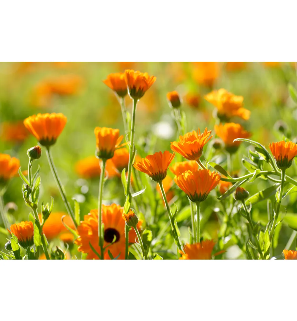 WELEDA Calendula tandpasta (75 ml) - image 2