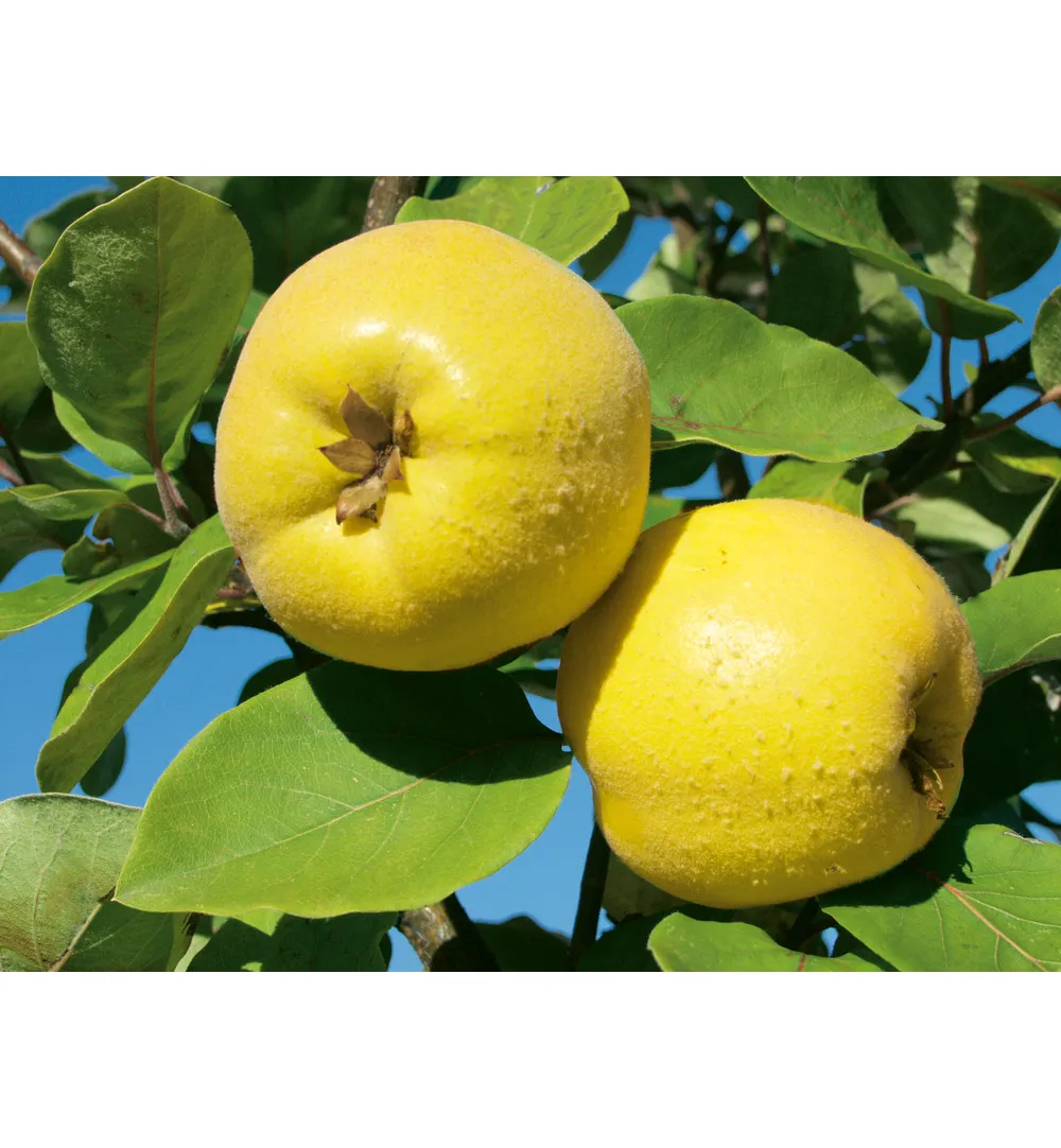 WELEDA Gencydo neusspray (20 ml) - image 2