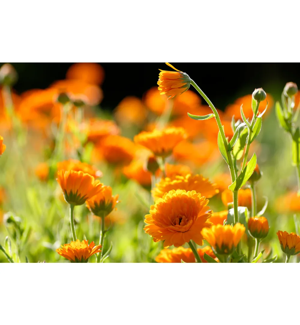 WELEDA Calendula zalf (25 gr) - image 3