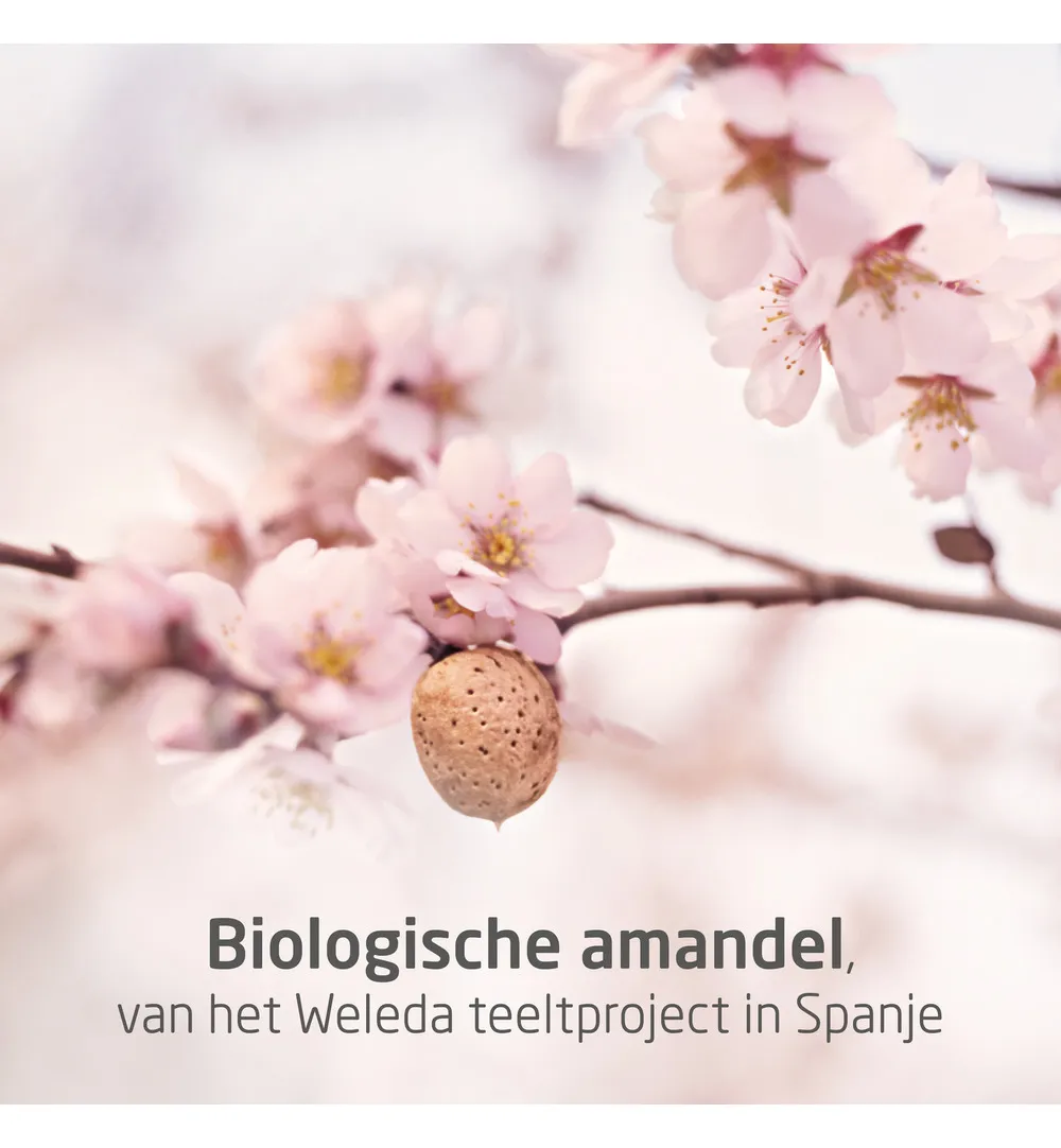 WELEDA Amandel verzachtende gezichtsolie (50 ml) - image 4