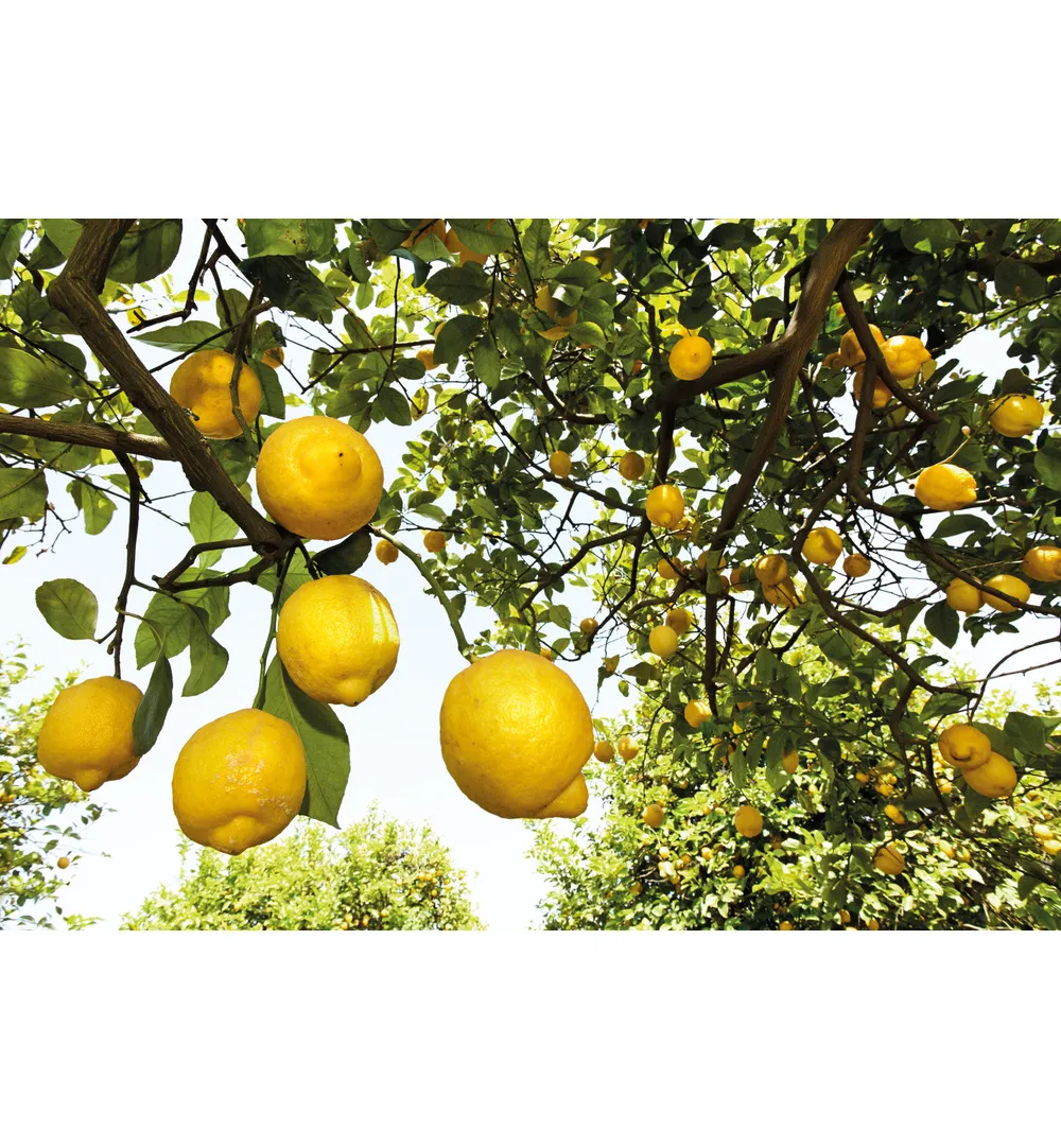 WELEDA Citrus hand en nagel creme (50 ml) - image 2