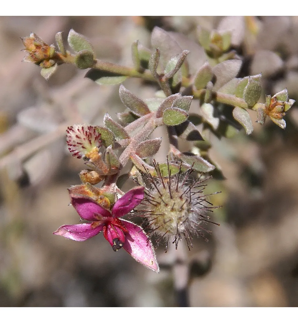 WELEDA Tandvleesbalsem (30 ml) - image 2