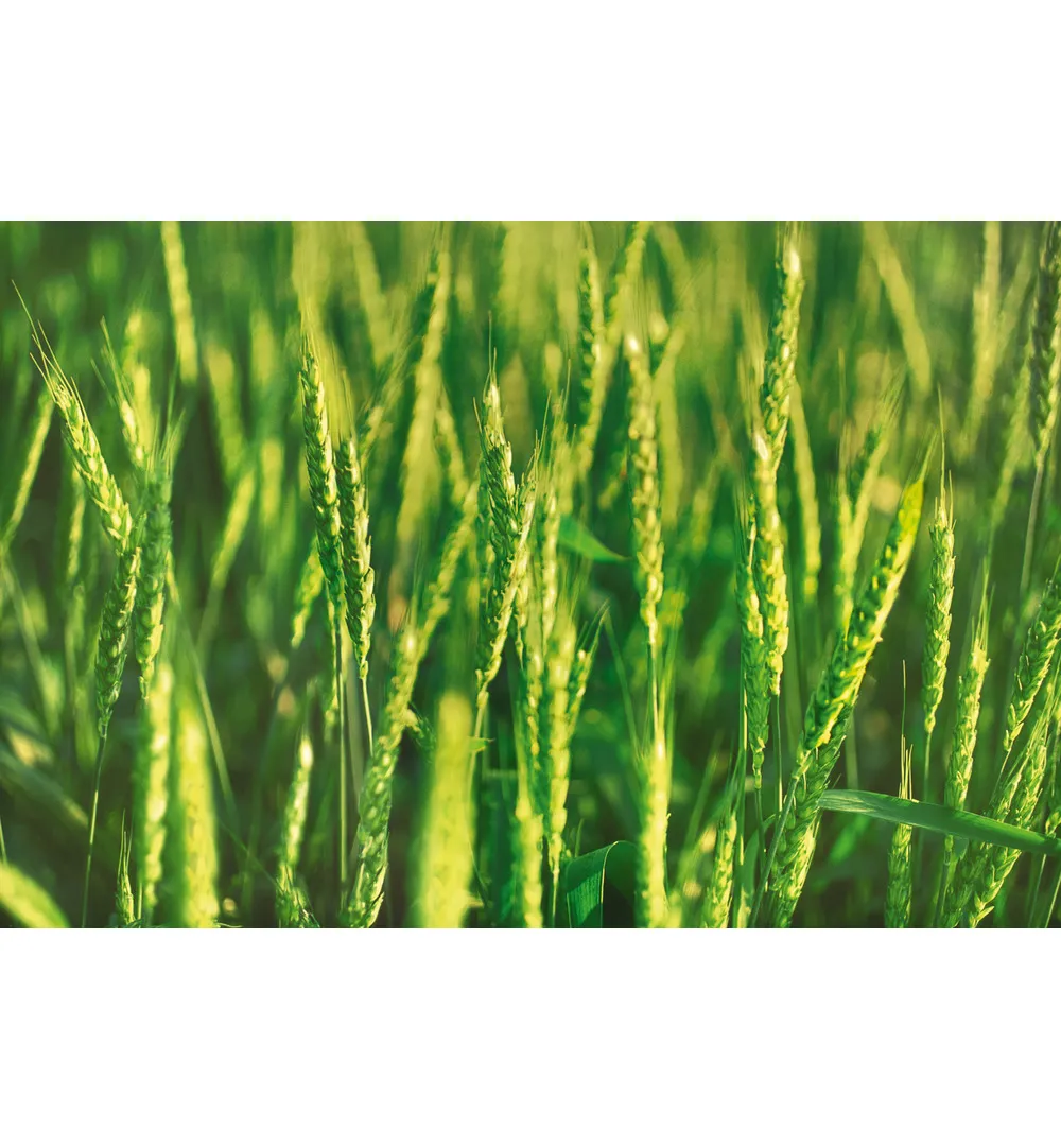 WELEDA Haver herstellende conditioner (200 ml)