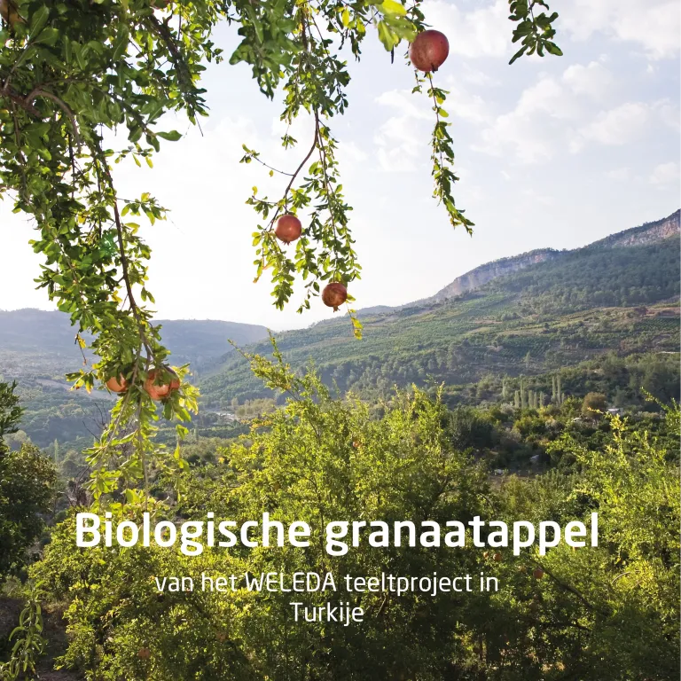 WELEDA granaatappel 24h roll on deodorant (50 ml) - image 3