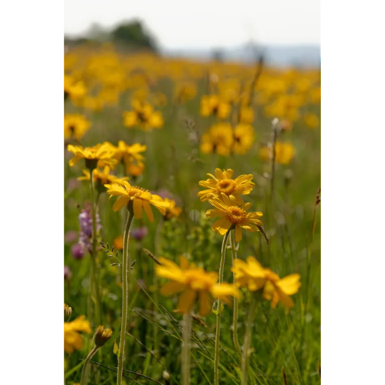 WELEDA Arnica sport bad (200 ml) - image 2