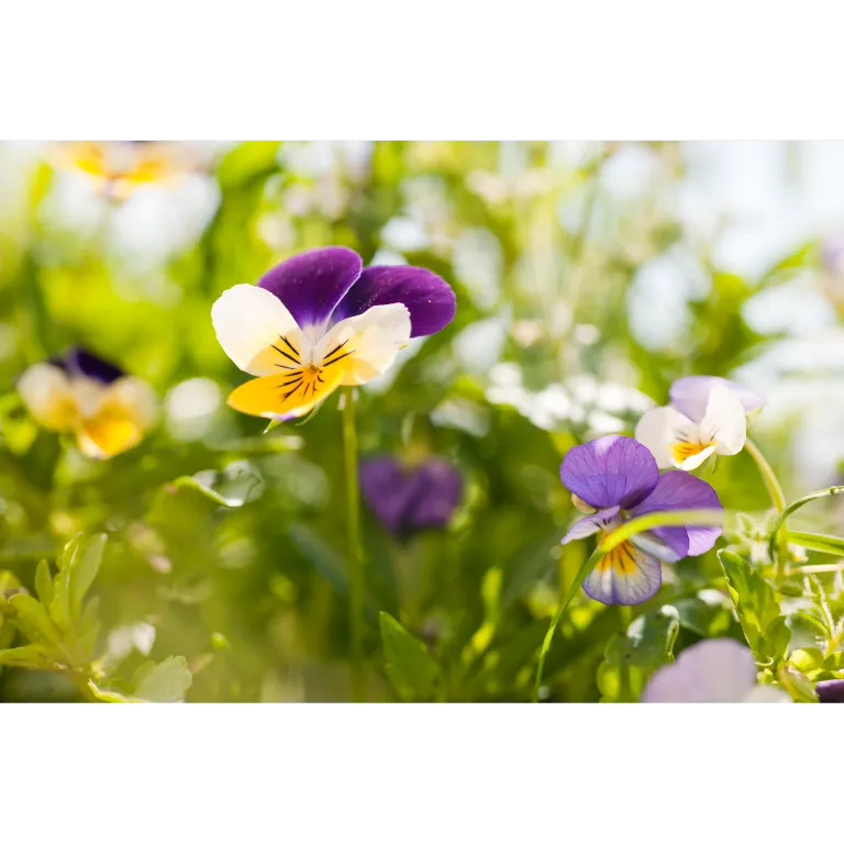 WELEDA Men scheercreme (75 ml) - image 2