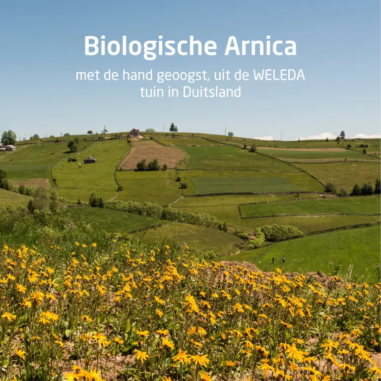 Weleda Arnica Sport Massageolie (100 ml) - image 4