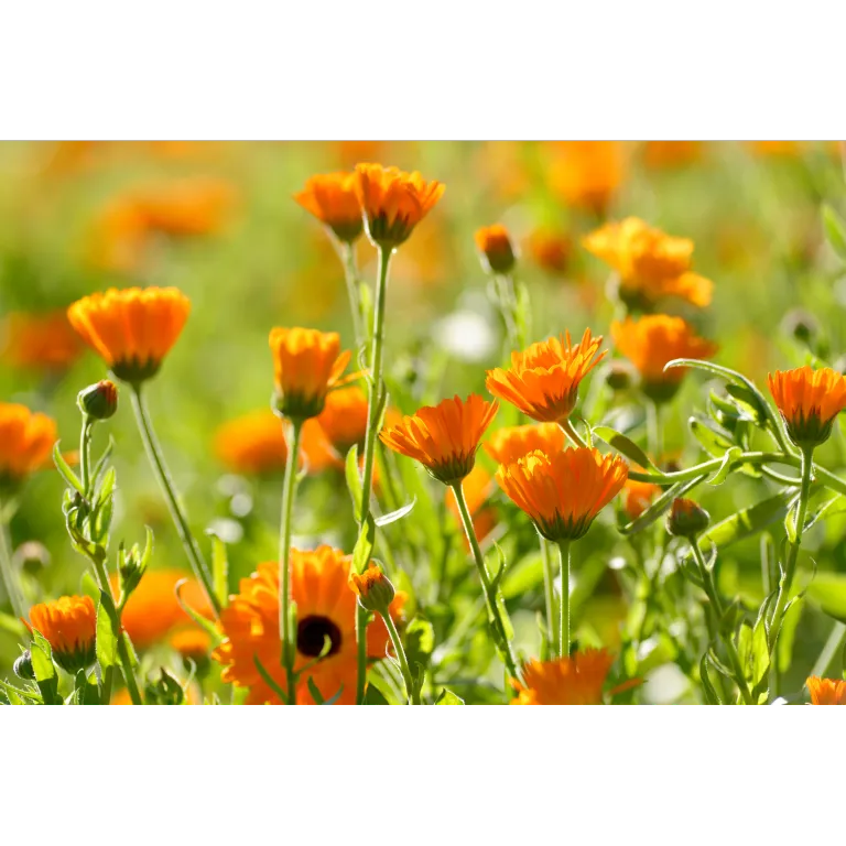 WELEDA Calendula tandpasta (75 ml) - image 2