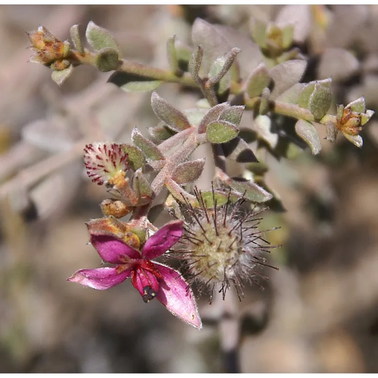 WELEDA Oral care ratanhia tandpasta (75 ml) - image 2