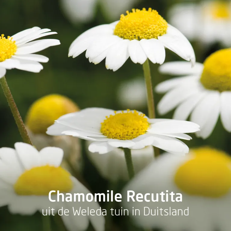 WELEDA Planten tandpasta (75 ml) - image 3