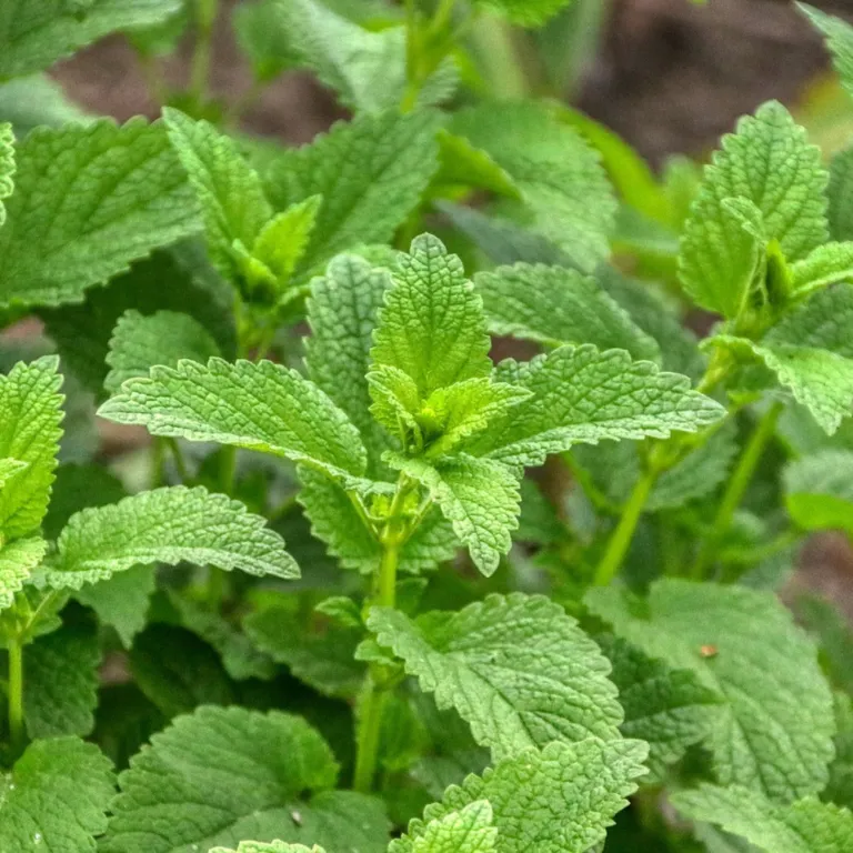 WELEDA Balsemieke melissegeest (50 ml) - image 2