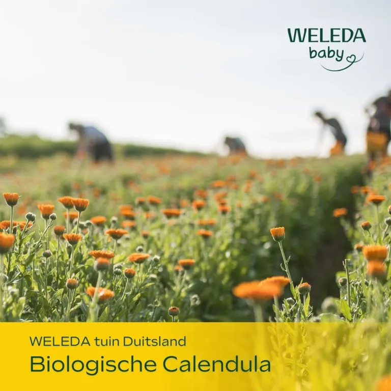 WELEDA Calendula baby weer & wind balsem (30 ml) - image 2