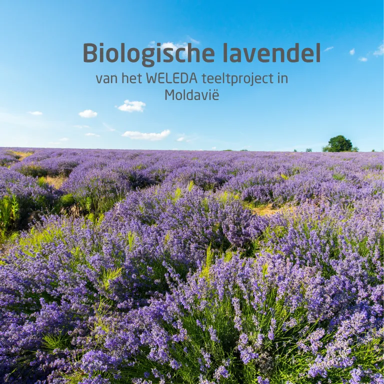 WELEDA Lavendel ontspannende body olie (100 ml) - image 4