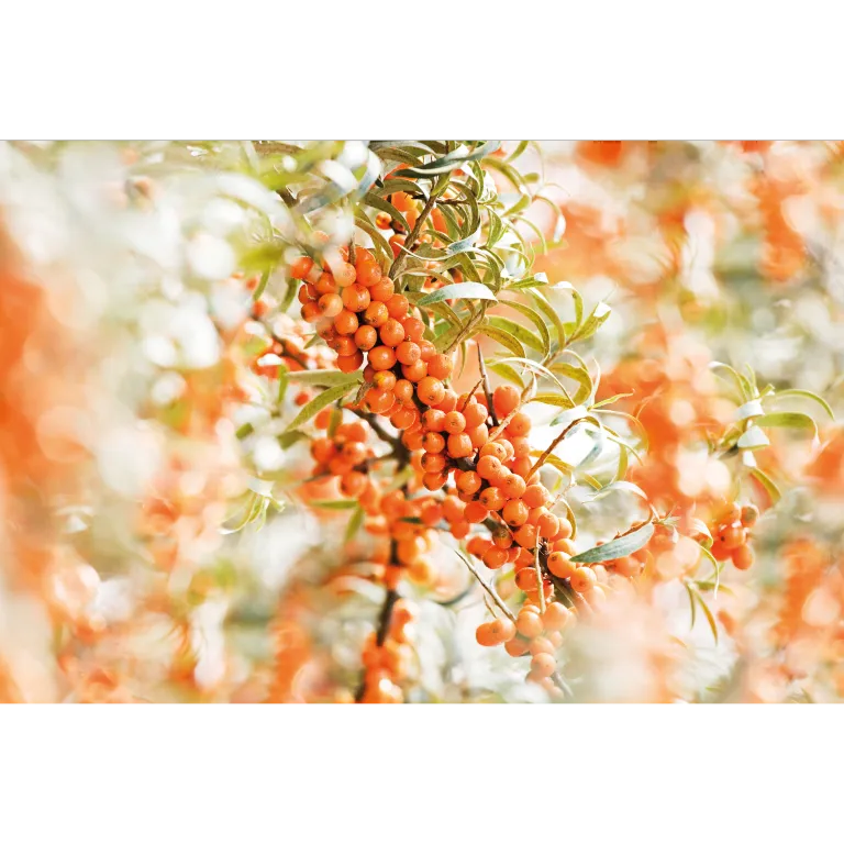 WELEDA Duindoorn vitaliserende body olie (100 ml) - image 3