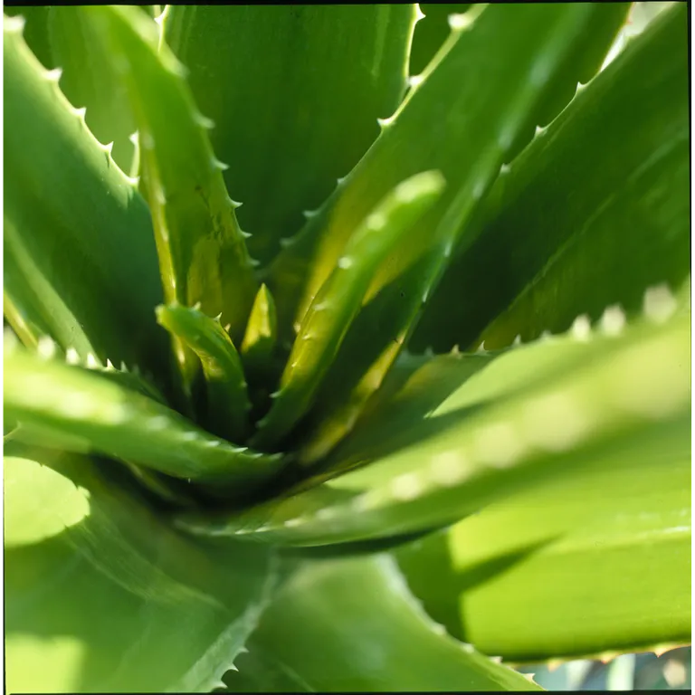 WELEDA Rhinodoron neusspray (20 ml) - image 3