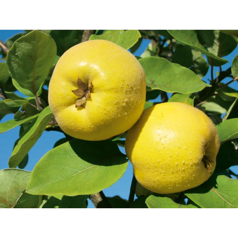 WELEDA Gencydo neusspray (20 ml) - image 2