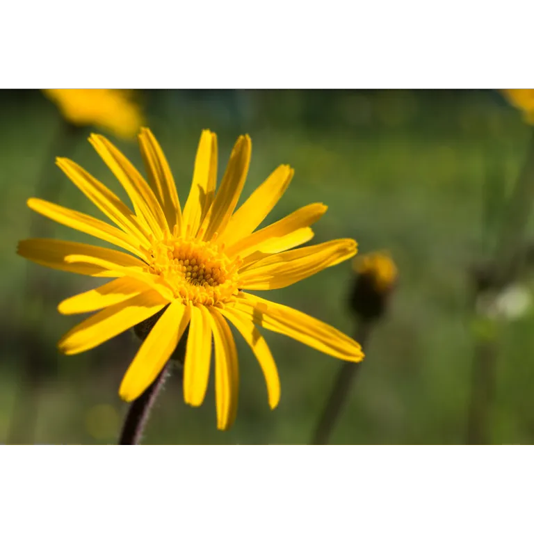 WELEDA Arnica spierbalsem (25 gr) - image 2