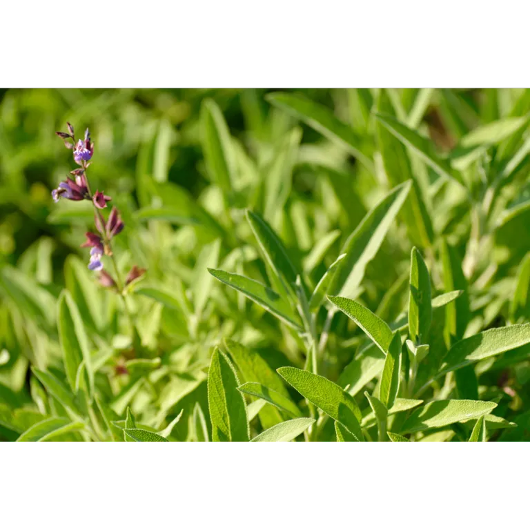 WELEDA Salie keelspray bio (20 ml) - image 2