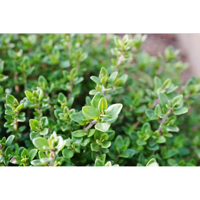 WELEDA Tijmsiroop bio (200 ml) - image 2