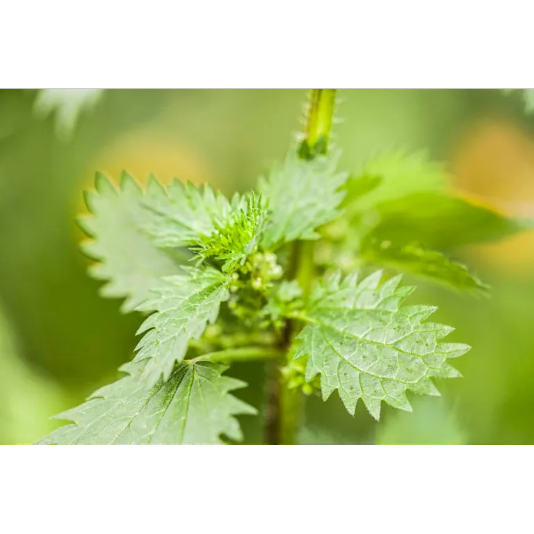 WELEDA Urtica gel (25 gr) - image 2