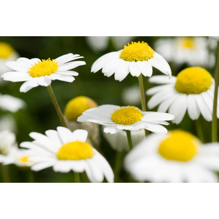 WELEDA Dermalotion (50 ml) - image 2