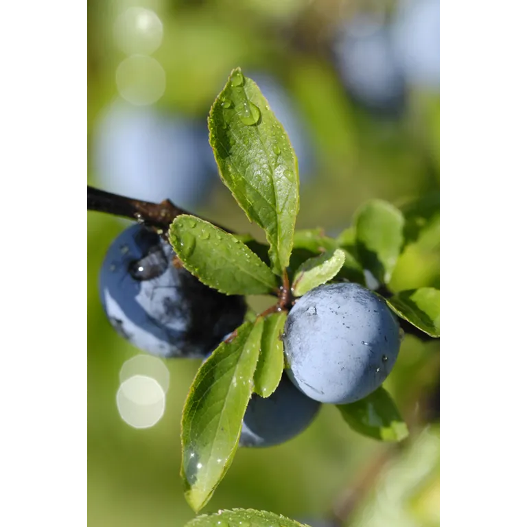 WELEDA Venadoron vermoeide benen gel (200 ml) - image 2