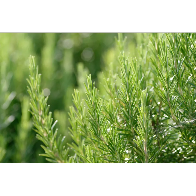 Weleda Men Aftershave Balsem (100 ml) - image 2