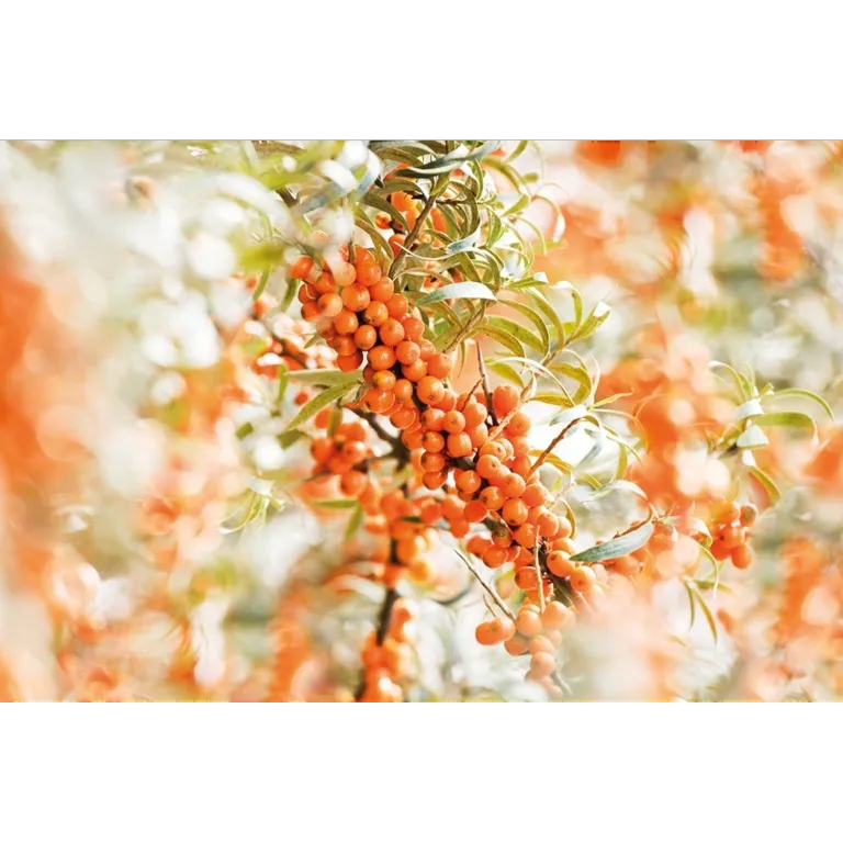 Weleda Duindoorn Elixer Bio (200 ml) - image 4